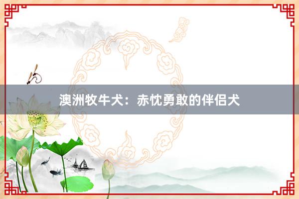 澳洲牧牛犬：赤忱勇敢的伴侣犬